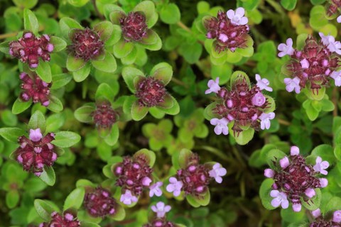 Wild thyme