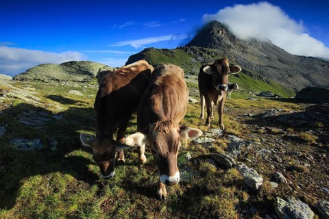Cattle in the Upper Engadine