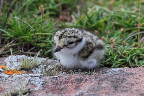 Little Ringed Plover