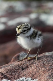 Little Ringed Plover