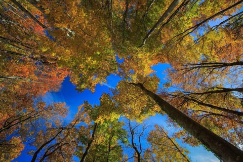 Beech forest in autumn
