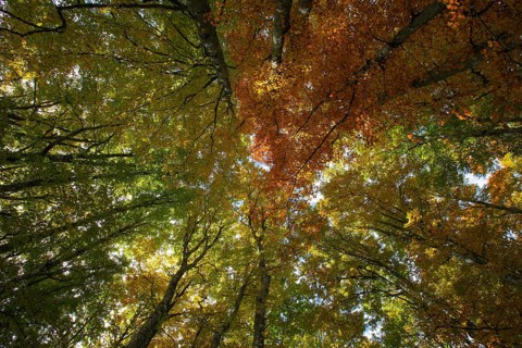 Beech forest in autumn
