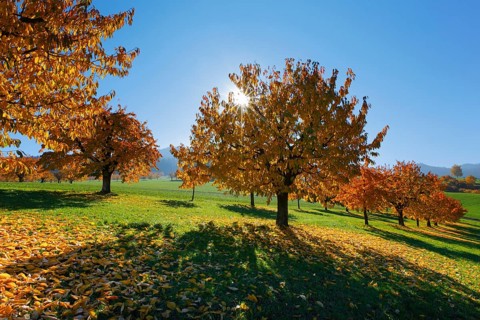 Cherry trees in autumn