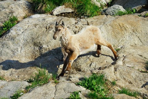 Capricorn