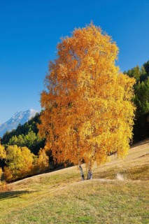 Birch