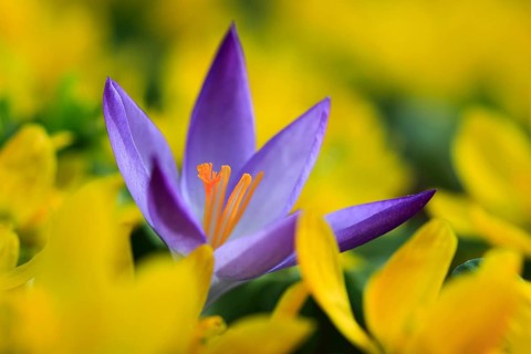 Crocus