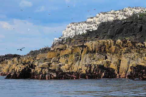 Farne Islands