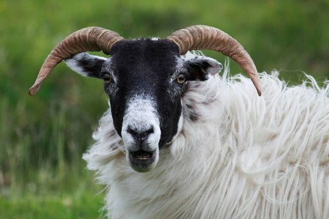 Domestic sheep