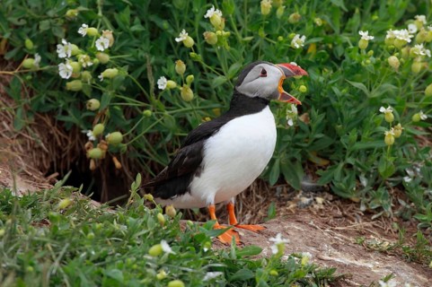 Puffin