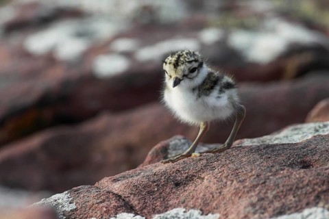 Little Ringed Plover