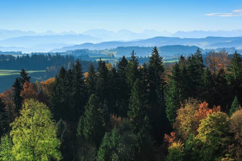 Emmental