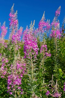 Narrow-leaved willowherb