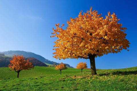 Cherry trees in autumn