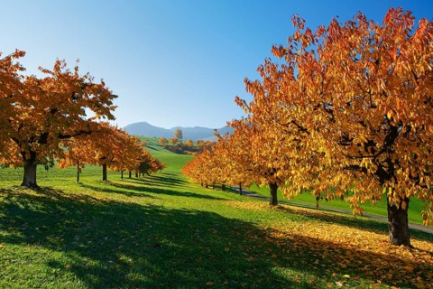 Cherry trees in autumn