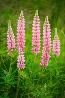 Multileaved lupin