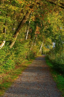 Forest path at the Pfaeffikersee