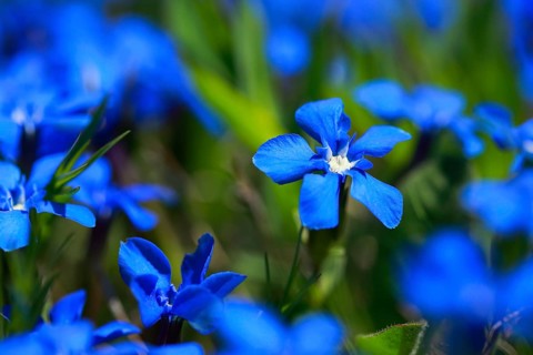 Spring Gentian