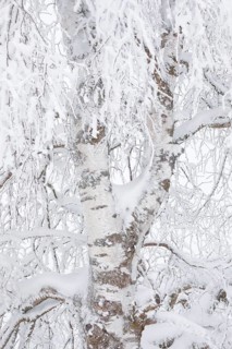 Birch with hoarfrost