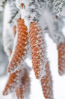 Fir cone with hoarfrost