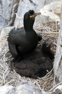 Cormorant