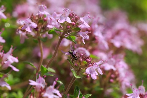 Wild thyme