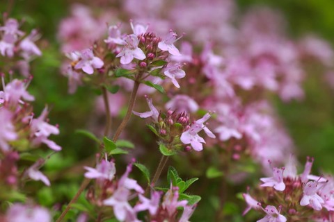 Wild thyme