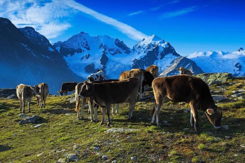 Cattle in the Upper Engadine