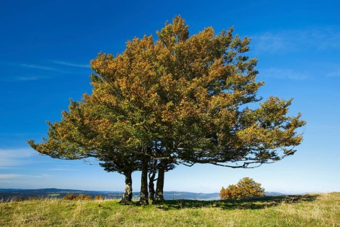 Beech