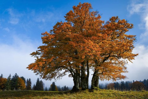 Beech