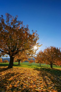 Cherry trees in autumn