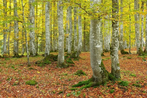 Beech forest in autumn