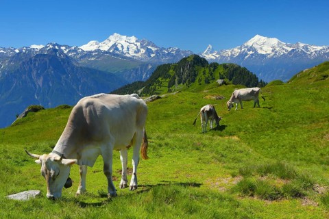 Swiss Alps