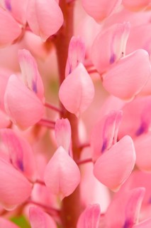 Multileaved lupin