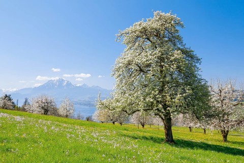 View of Pilatus and Lake Lucerne