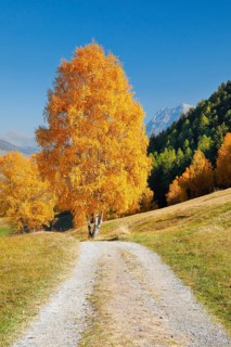 Country lane in the Lower Engadine