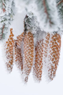 Fir cone with hoarfrost