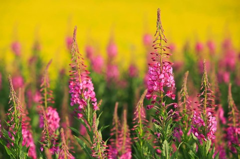 Narrow-leaved willowherb
