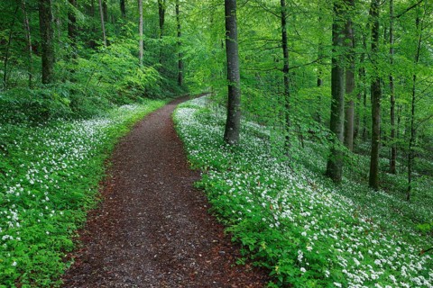 Deciduous forest with blooming wild garlic in spring