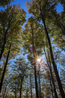 Beech forest in autumn