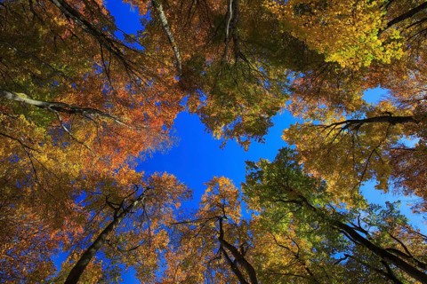 Beech forest in autumn