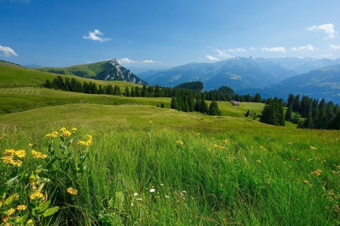 Alp Palfries with Tschuggen