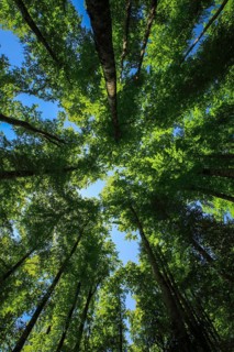 Beech