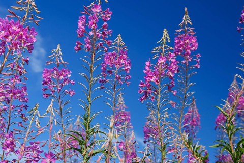 Narrow-leaved willowherb