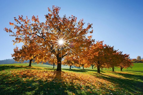 Cherry trees in autumn