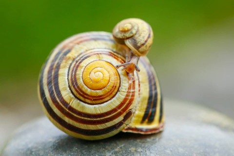 Grove slug