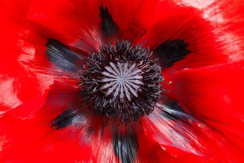 Turkish poppy