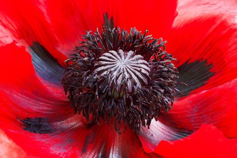 Turkish poppy
