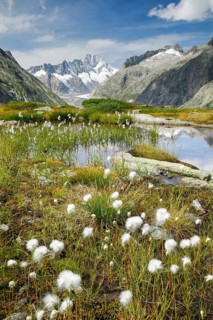 Swiss Alps