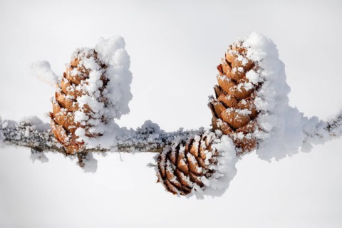 Larch cone with hoarfrost