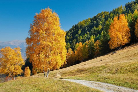 Country lane in the Lower Engadine